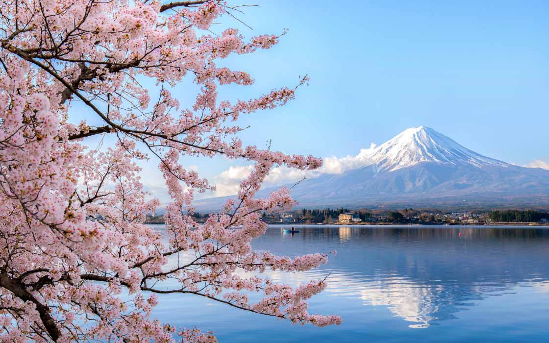 Kirschblüten vor dem Hintergrund des Mount Fuji
