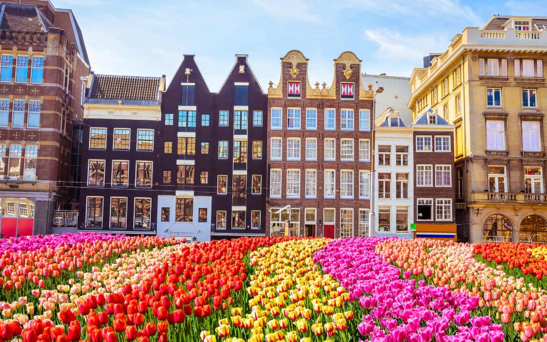 Alte Gebäude und Tulpenfeld in Amsterdam