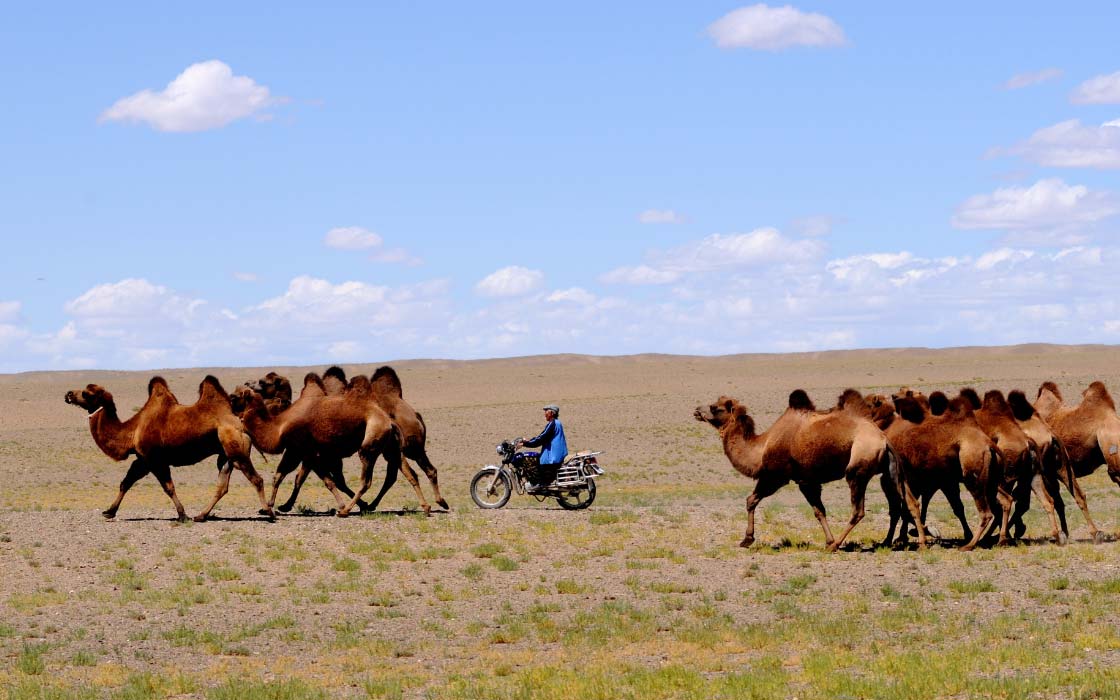 Kamelherde mit Mann auf Motorrad in der Wüste